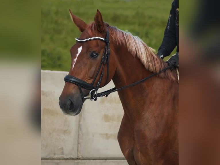 KWPN Merrie 6 Jaar 168 cm in Nettersheim