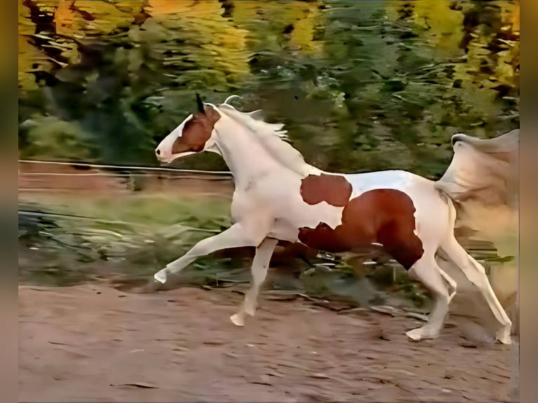 KWPN Merrie 6 Jaar 168 cm Gevlekt-paard in Gijon
