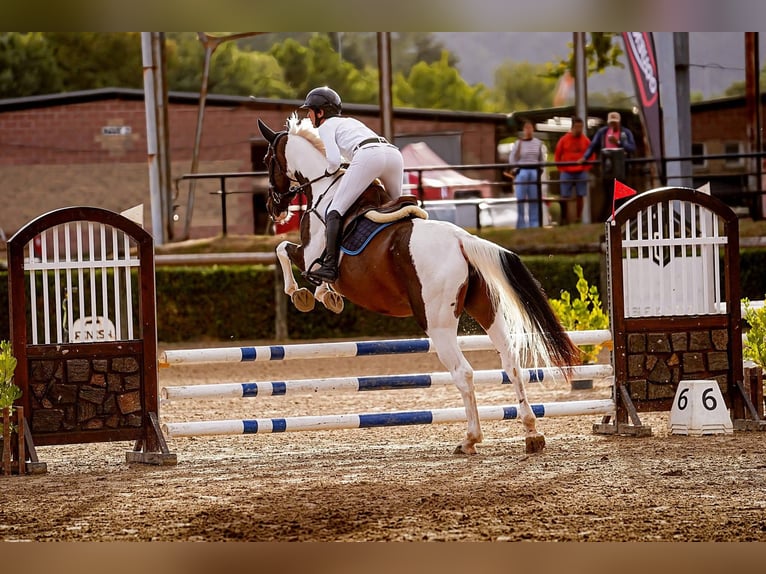 KWPN Merrie 6 Jaar 168 cm Gevlekt-paard in Gijon