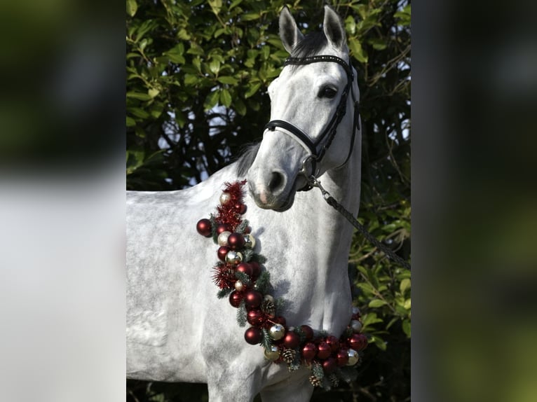 KWPN Merrie 6 Jaar 168 cm Schimmel in Düren