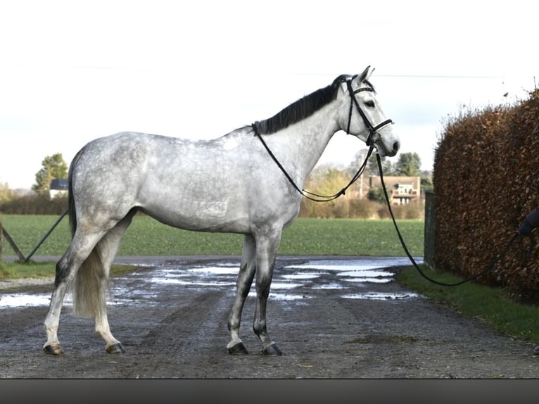 KWPN Merrie 6 Jaar 168 cm Schimmel in Düren