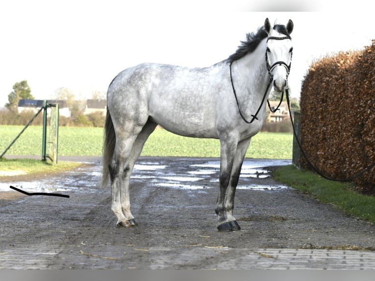 KWPN Merrie 6 Jaar 168 cm Schimmel in Düren