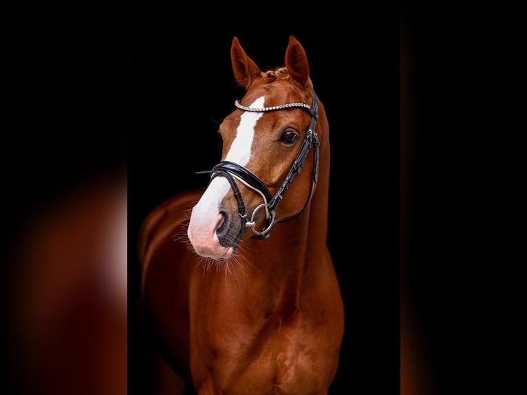 KWPN Merrie 6 Jaar 168 cm Vos in Hamburg Osdorf