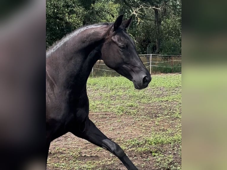 KWPN Merrie 6 Jaar 168 cm Zwart in Dallgow-D&#xF6;beritz