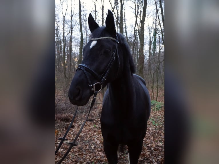 KWPN Merrie 6 Jaar 168 cm Zwart in Wien, Donaustadt