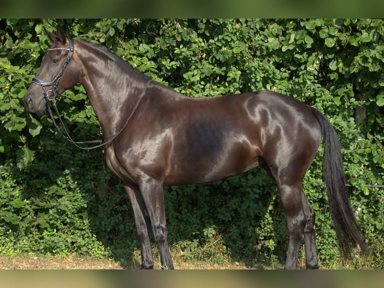 KWPN Merrie 6 Jaar 168 cm Zwartbruin in Denekamp