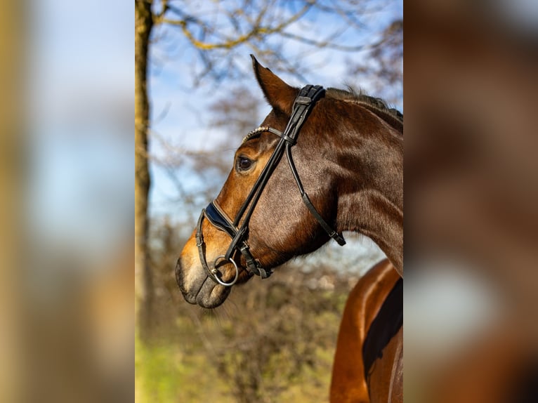KWPN Merrie 6 Jaar 169 cm Bruin in Rosenheim