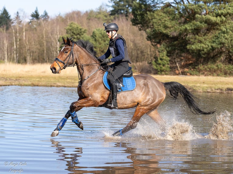 KWPN Merrie 6 Jaar 169 cm Bruin in Wijk en Aalburg