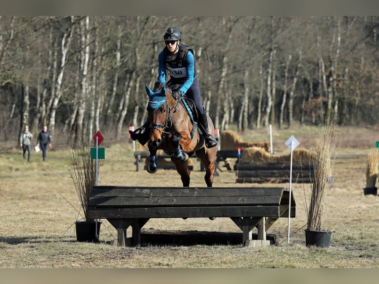 KWPN Merrie 6 Jaar 169 cm Bruin in Wijk en Aalburg