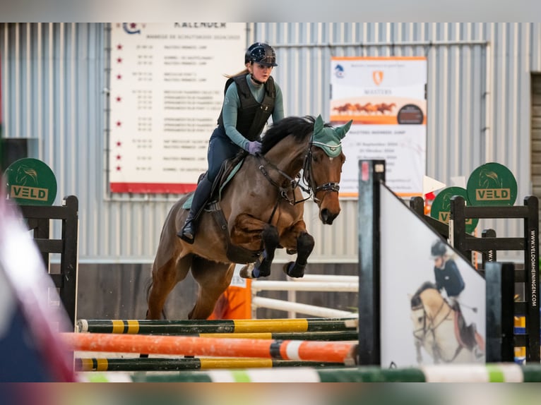 KWPN Merrie 6 Jaar 169 cm Bruin in Wijk en Aalburg