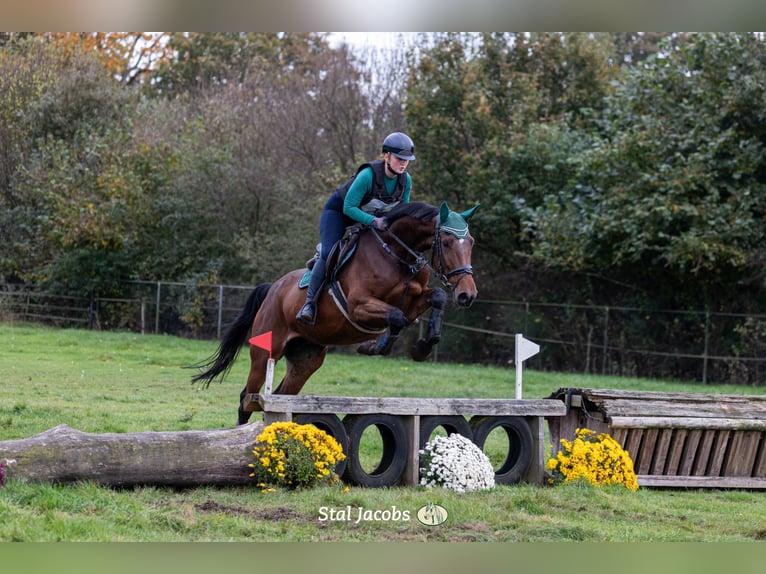 KWPN Merrie 6 Jaar 169 cm Bruin in Wijk en Aalburg