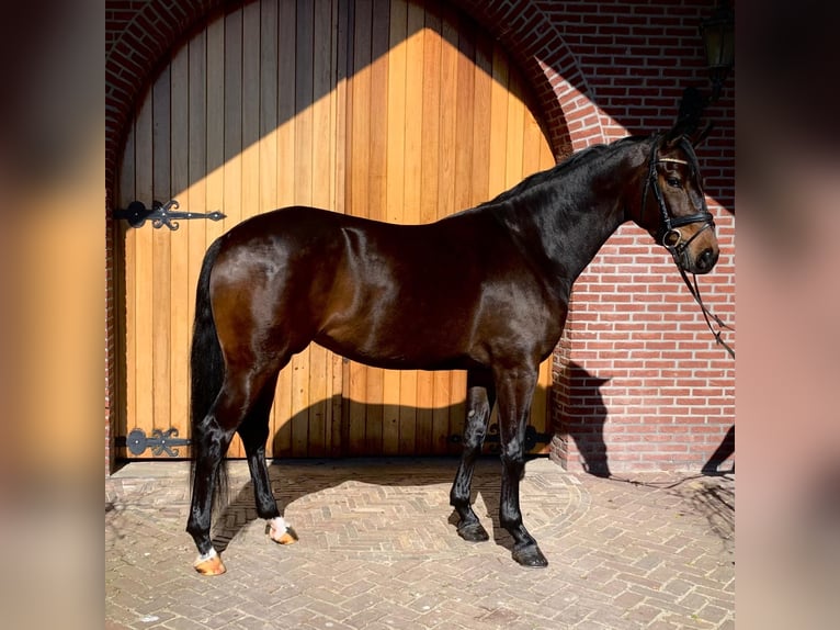 KWPN Merrie 6 Jaar 169 cm Roodbruin in Dreumel