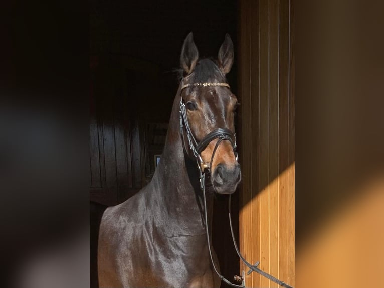 KWPN Merrie 6 Jaar 169 cm Roodbruin in Dreumel