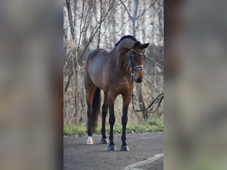 KWPN Merrie 6 Jaar 169 cm Roodbruin in Baracs