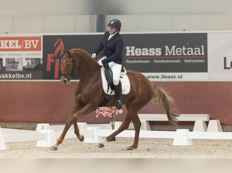 KWPN Merrie 6 Jaar 169 cm Vos in Swifterbant