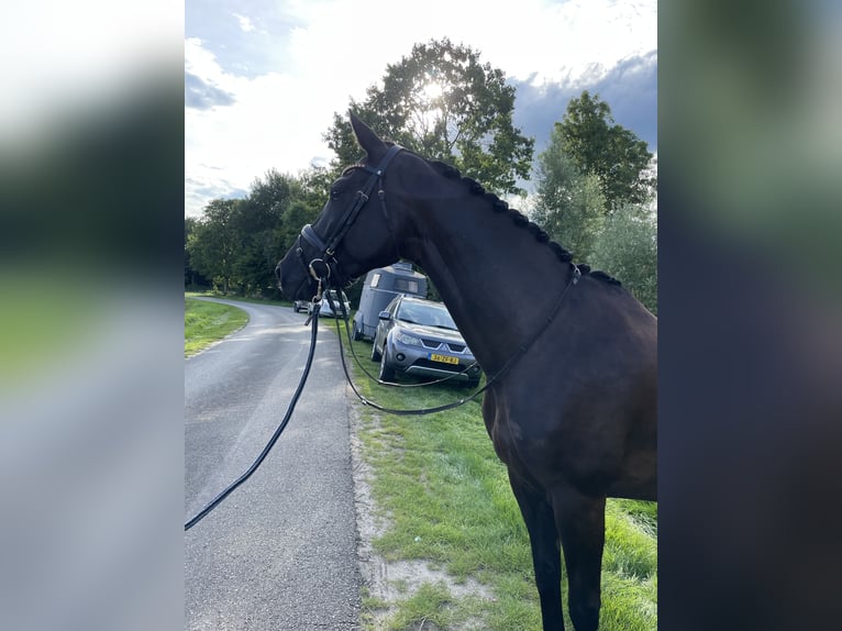 KWPN Merrie 6 Jaar 169 cm Zwartbruin in Esche