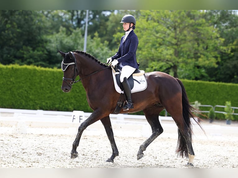 KWPN Merrie 6 Jaar 169 cm Zwartbruin in Esche