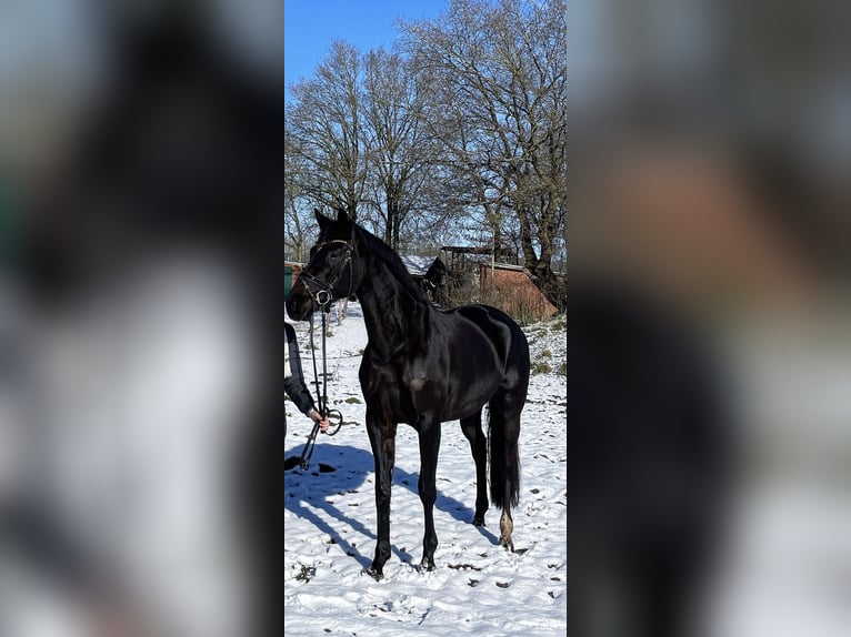 KWPN Merrie 6 Jaar 169 cm Zwartbruin in Esche