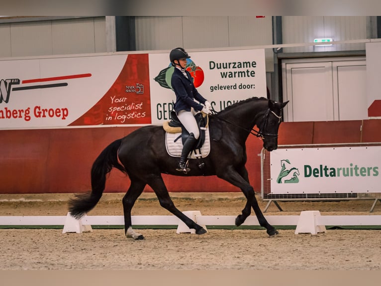 KWPN Merrie 6 Jaar 169 cm Zwartbruin in Esche