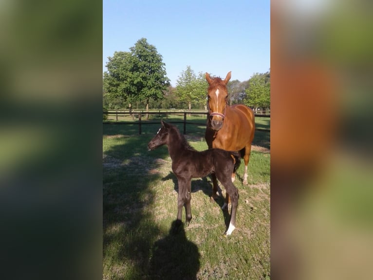 KWPN Merrie 6 Jaar 169 cm Zwartbruin in Esche