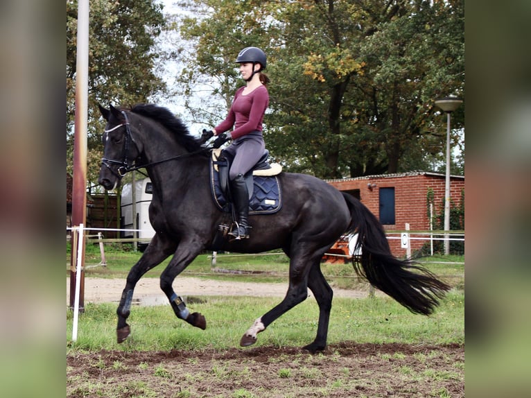 KWPN Merrie 6 Jaar 169 cm Zwartbruin in Esche