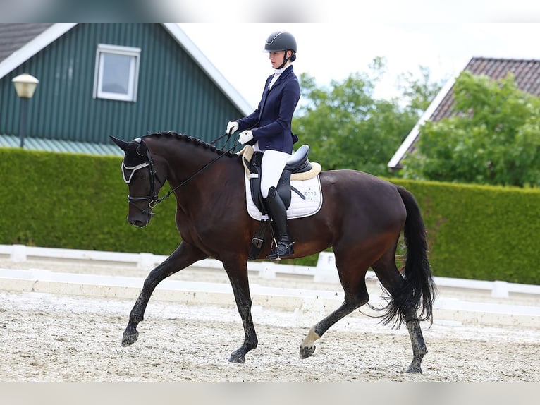 KWPN Merrie 6 Jaar 169 cm Zwartbruin in Esche