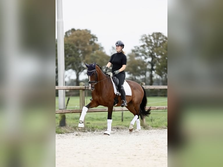 KWPN Merrie 6 Jaar 170 cm Bruin in Joure