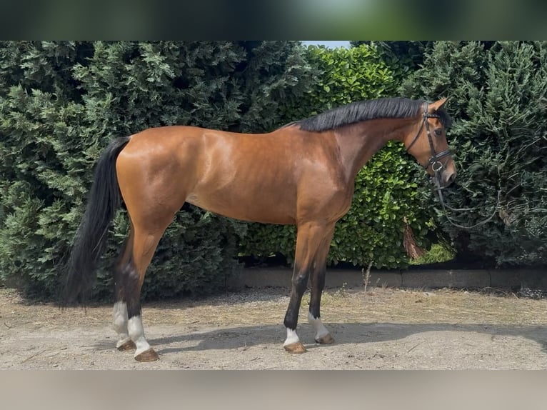 KWPN Merrie 6 Jaar 170 cm Bruin in Oud Gastel