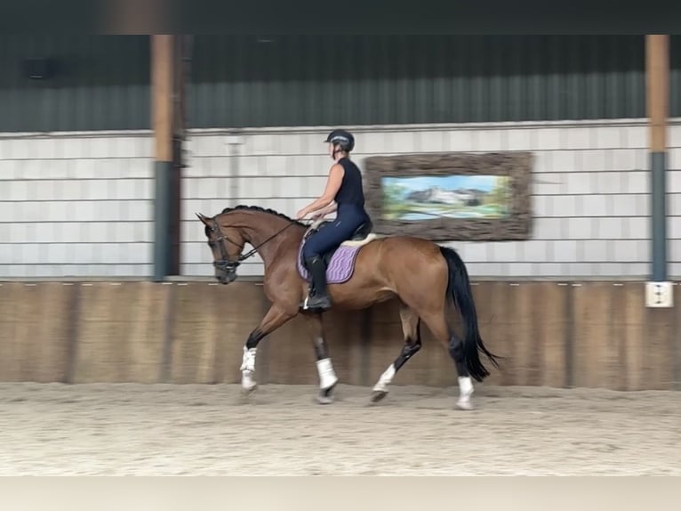 KWPN Merrie 6 Jaar 170 cm Bruin in Oud Gastel