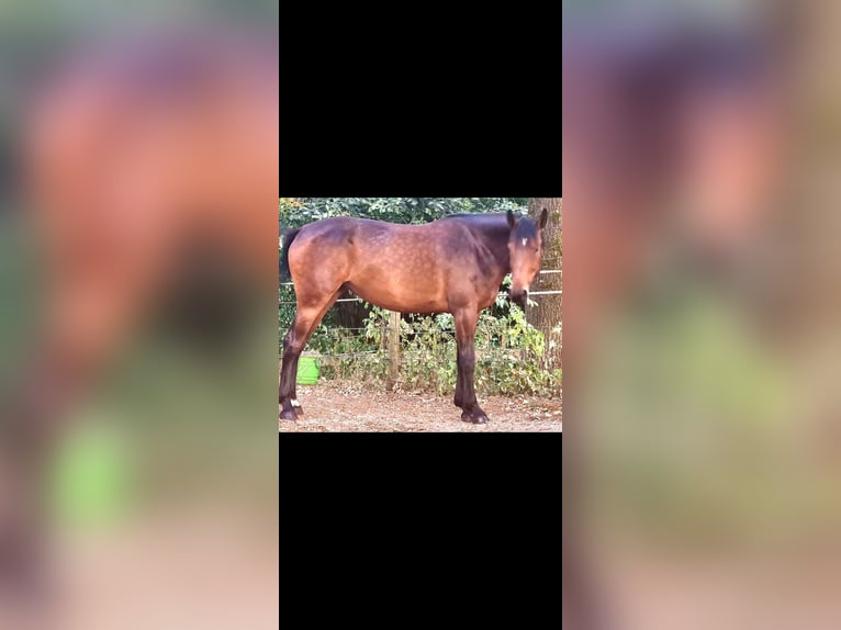 KWPN Merrie 6 Jaar 170 cm Bruin in Mettmann