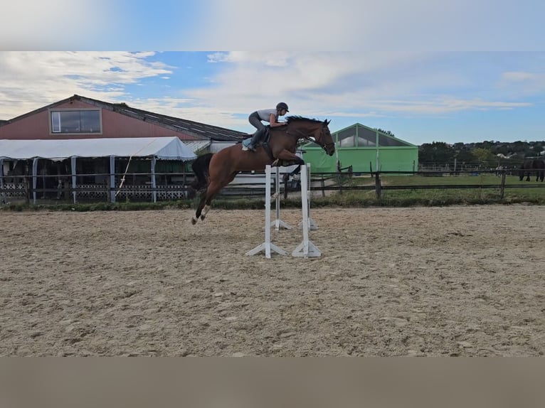 KWPN Merrie 6 Jaar 170 cm Bruin in Mortier