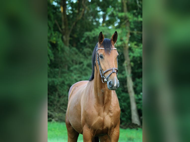 KWPN Merrie 6 Jaar 170 cm Bruin in Mortier