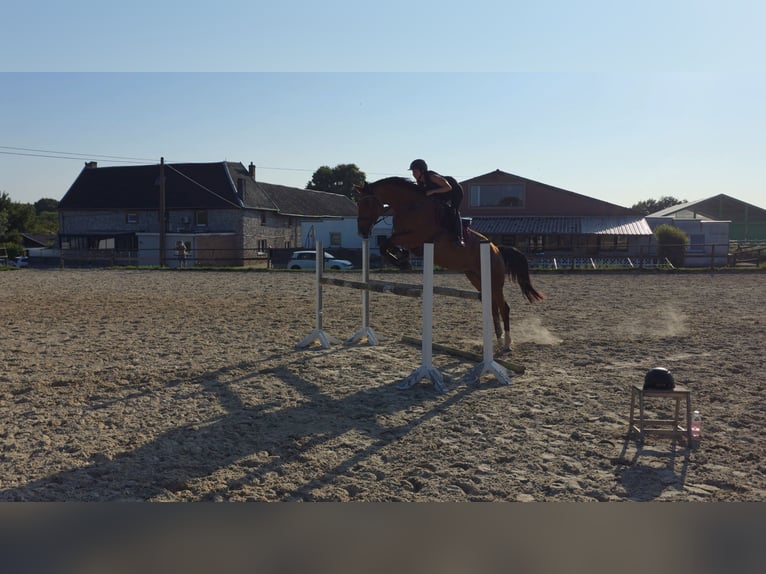 KWPN Merrie 6 Jaar 170 cm Bruin in Mortier