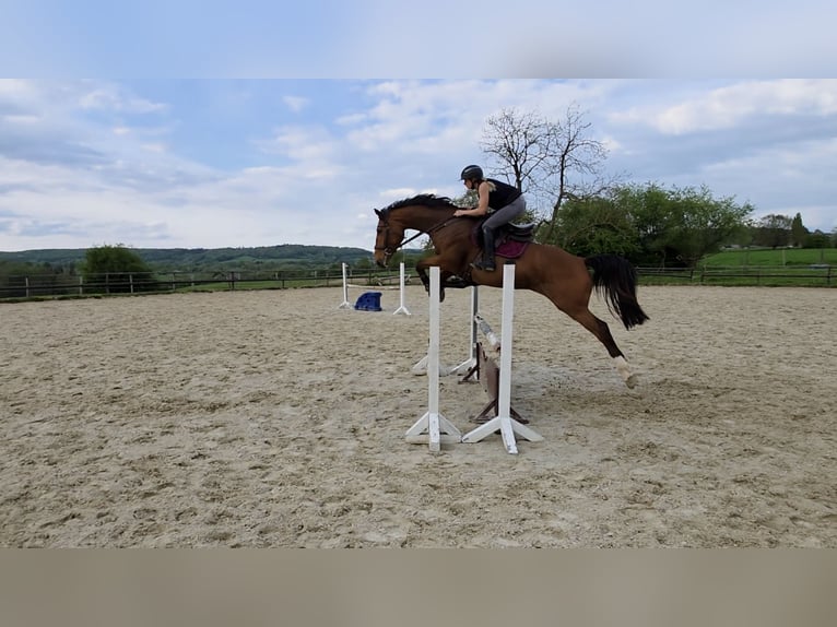 KWPN Merrie 6 Jaar 170 cm Bruin in Mortier