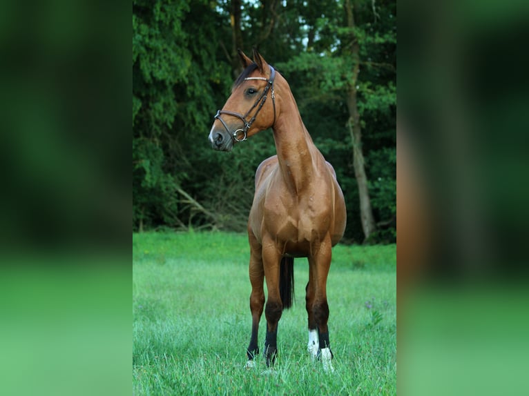 KWPN Merrie 6 Jaar 170 cm Bruin in Mortier