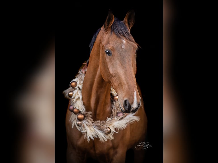 KWPN Merrie 6 Jaar 170 cm Bruin in Mortier