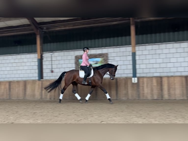 KWPN Merrie 6 Jaar 170 cm Donkerbruin in Oud Gastel