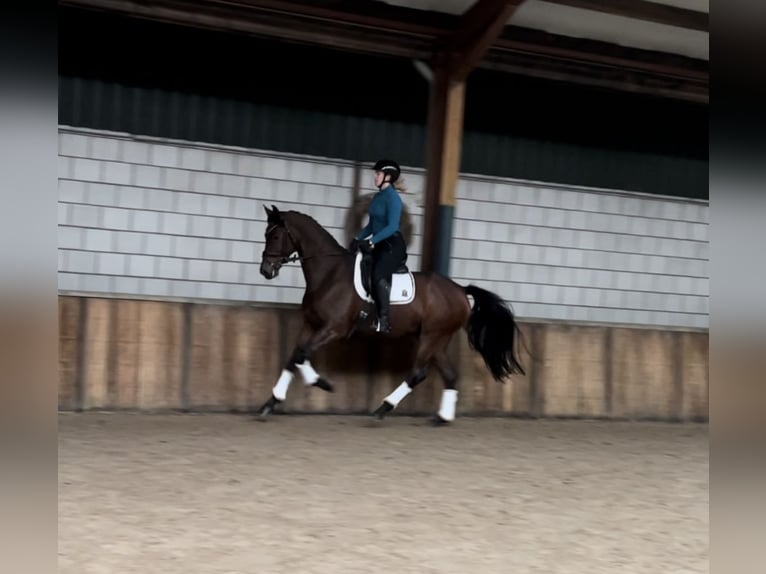 KWPN Merrie 6 Jaar 170 cm Donkerbruin in Oud Gastel