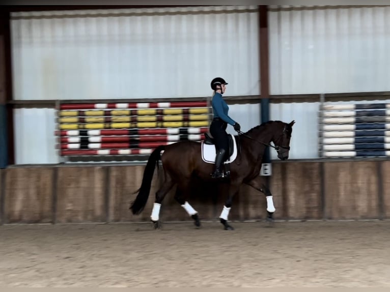 KWPN Merrie 6 Jaar 170 cm Donkerbruin in Oud Gastel