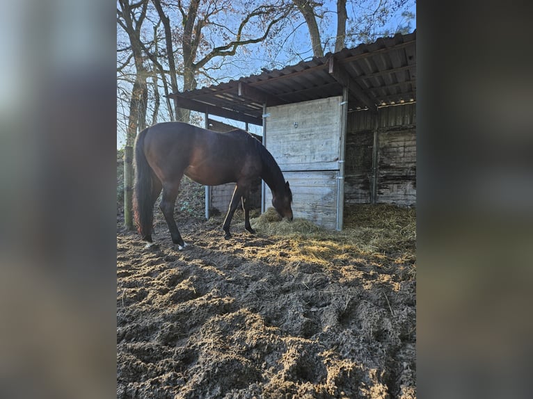 KWPN Merrie 6 Jaar 170 cm Donkerbruin in Ermelo