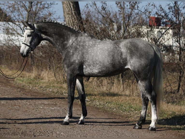 KWPN Merrie 6 Jaar 170 cm Schimmel in Gyula