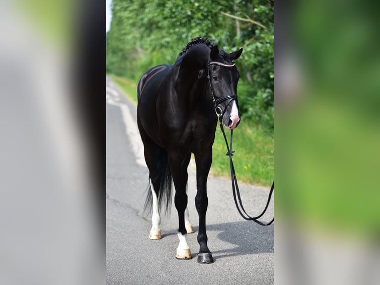 KWPN Merrie 6 Jaar 170 cm Zwart in Csabacs&#x171;d