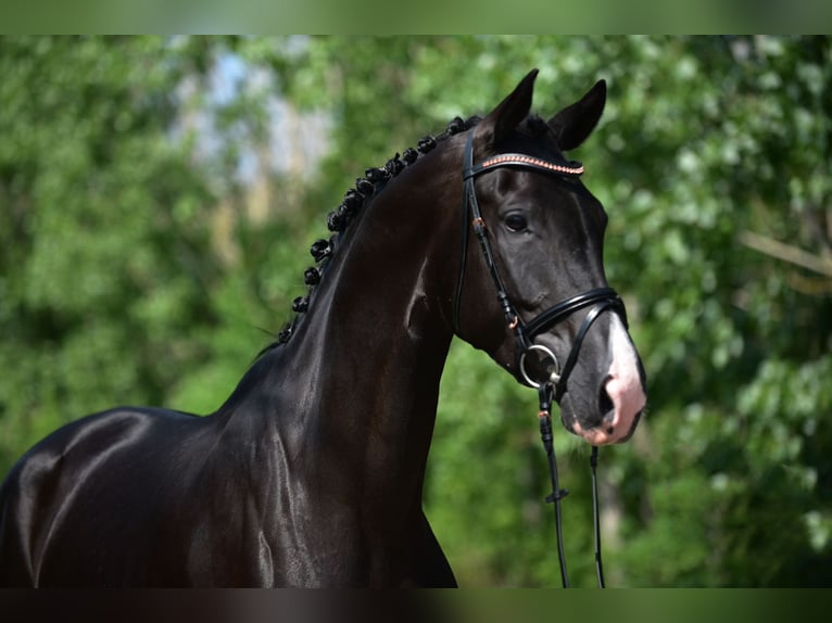 KWPN Merrie 6 Jaar 170 cm Zwart in Csabacs&#x171;d