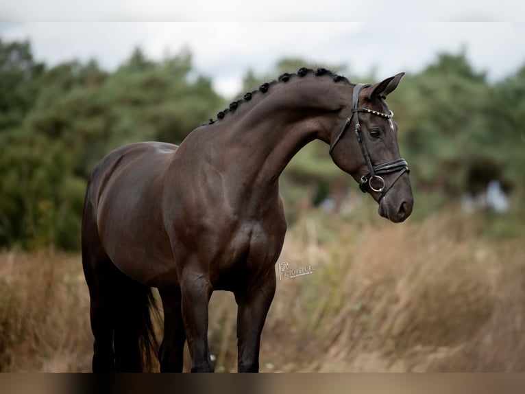 KWPN Merrie 6 Jaar 170 cm Zwart in Peer