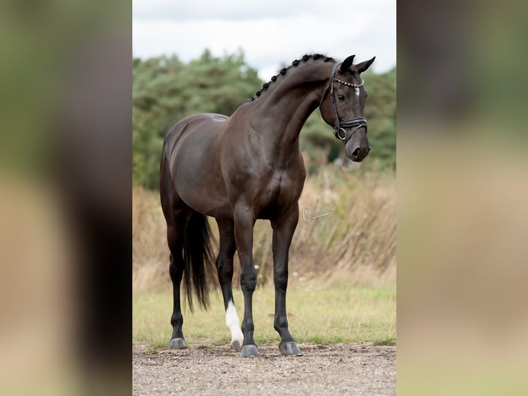 KWPN Merrie 6 Jaar 170 cm Zwart in Peer