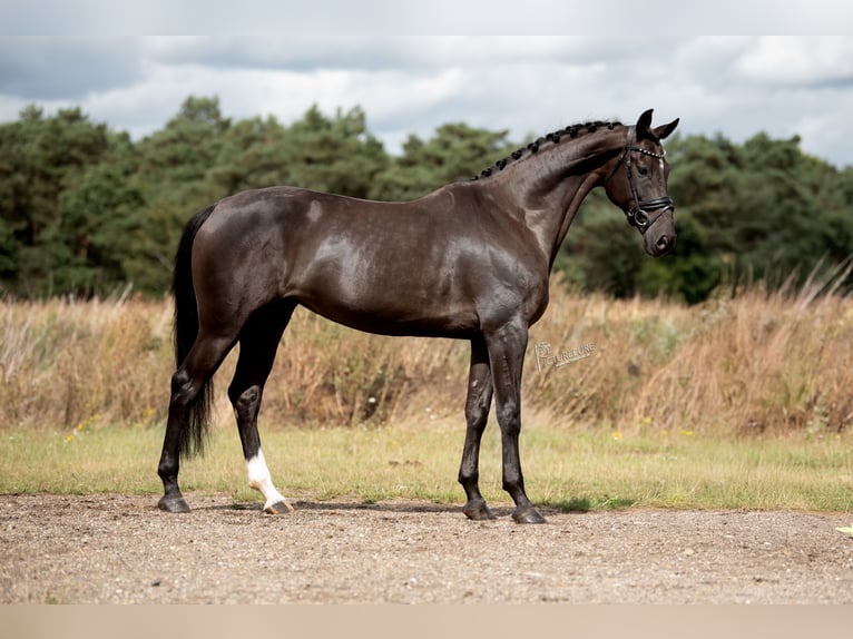 KWPN Merrie 6 Jaar 170 cm Zwart in Peer