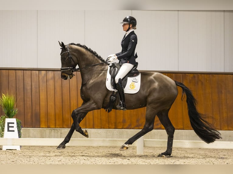 KWPN Merrie 6 Jaar 171 cm Donkerbruin in Aalsmeer