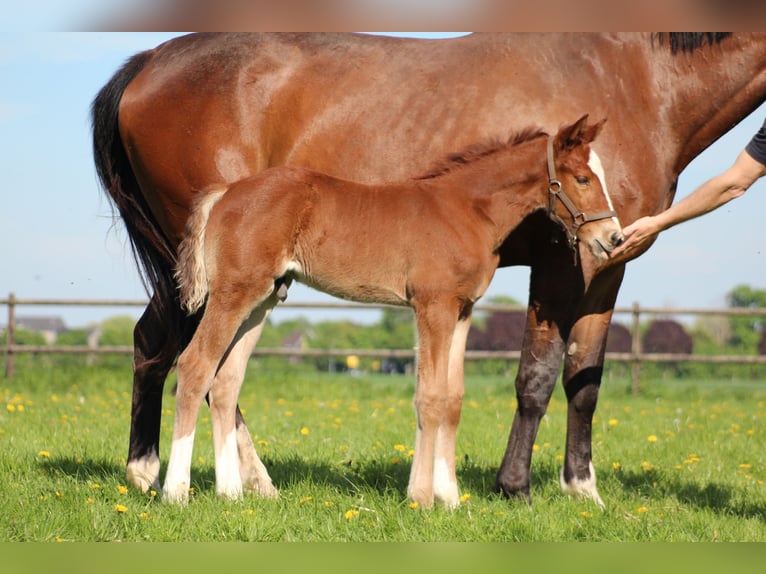 KWPN Merrie 6 Jaar 172 cm Bruin in Goch