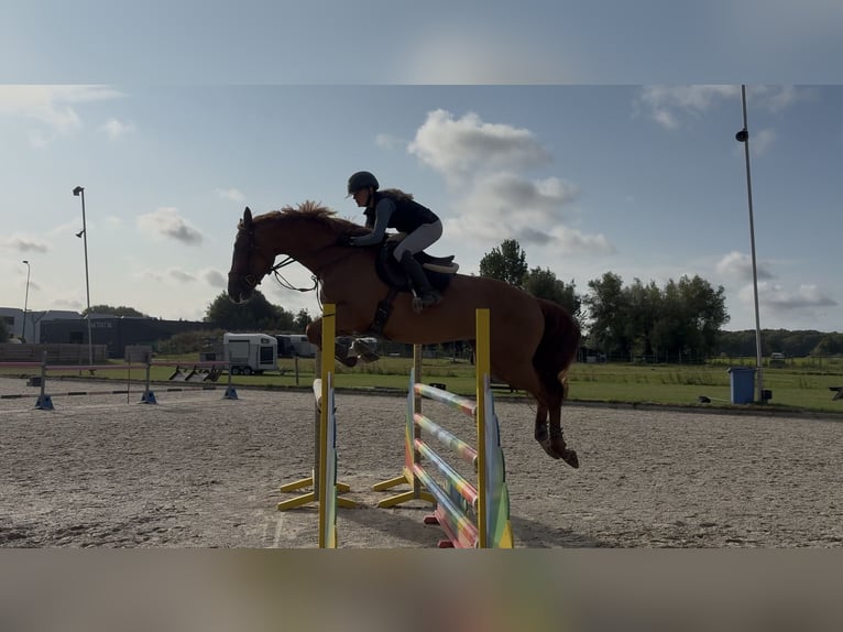 KWPN Merrie 6 Jaar 172 cm Vos in Nijkerk