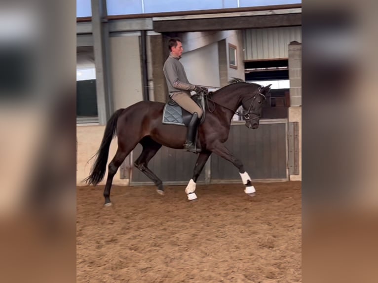 KWPN Merrie 6 Jaar 172 cm Zwart in Bredene